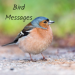 bird messages