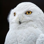 The colour white is sterile and cold.