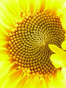 The colour Yellow allows us to be peaceful and centred!