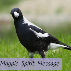 Magpie Spirit Message